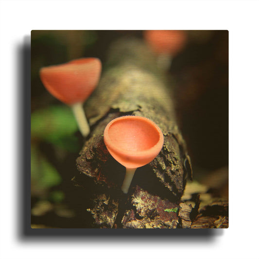 'Fungus' By Dana Brett Munach Gold Metal Wall Art