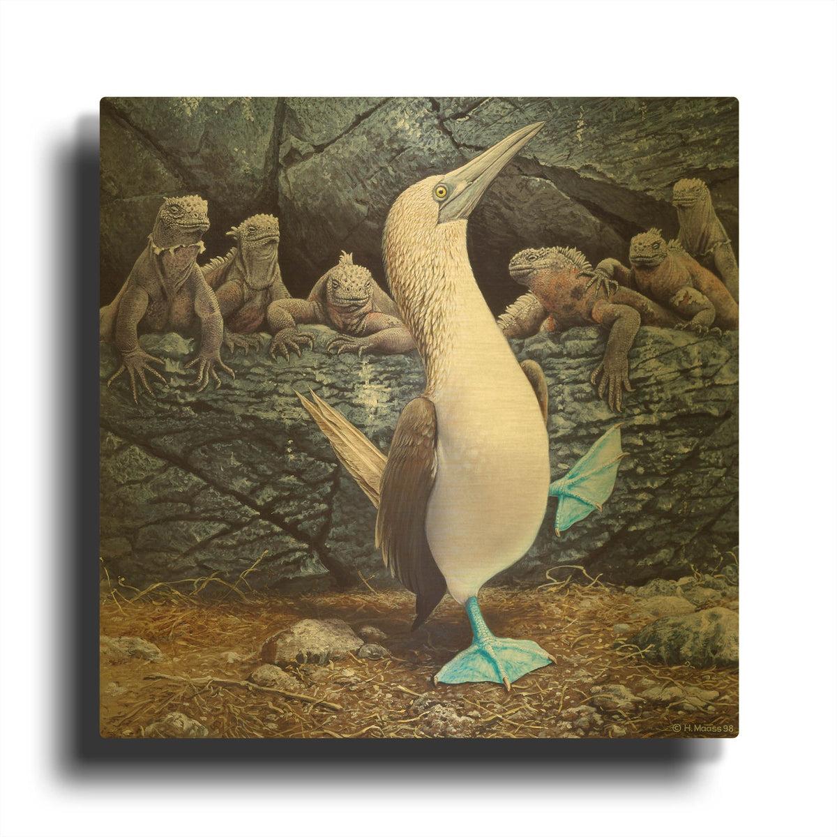'Blue Footed Boobies' By Harro Maass Gold Metal Wall Art