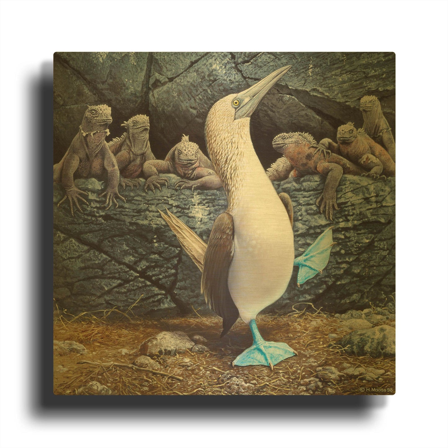 'Blue Footed Boobies' By Harro Maass Gold Metal Wall Art