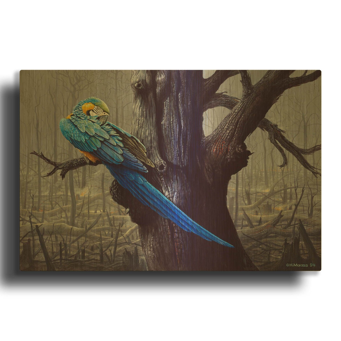 'Blue And Yellow Macaw In Burned Forest' By Harro Maass Gold Metal Wall Art