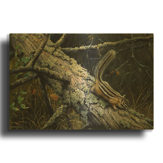'Eastern Chipmunk' By Harro Maass Gold Metal Wall Art