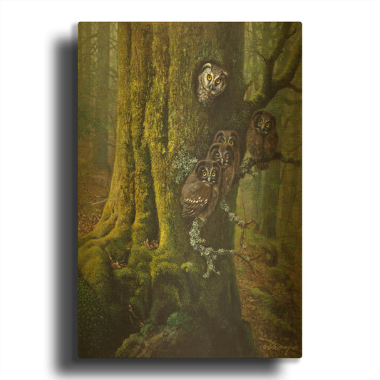 'Tengmalms Owls' By Harro Maass Gold Metal Wall Art