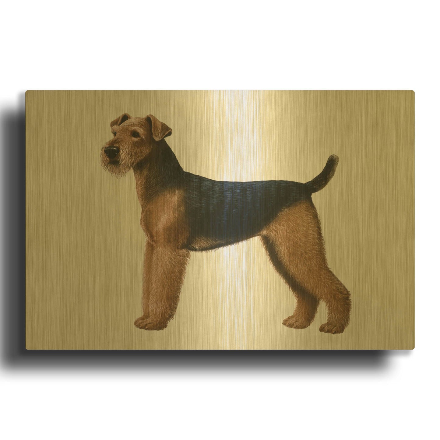 'Airdale Terrier' By Harro Maass Gold Metal Wall Art