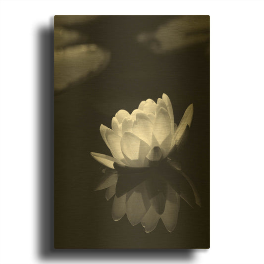 'Water Lily BW' By Istvan Nagy Gold Metal Wall Art