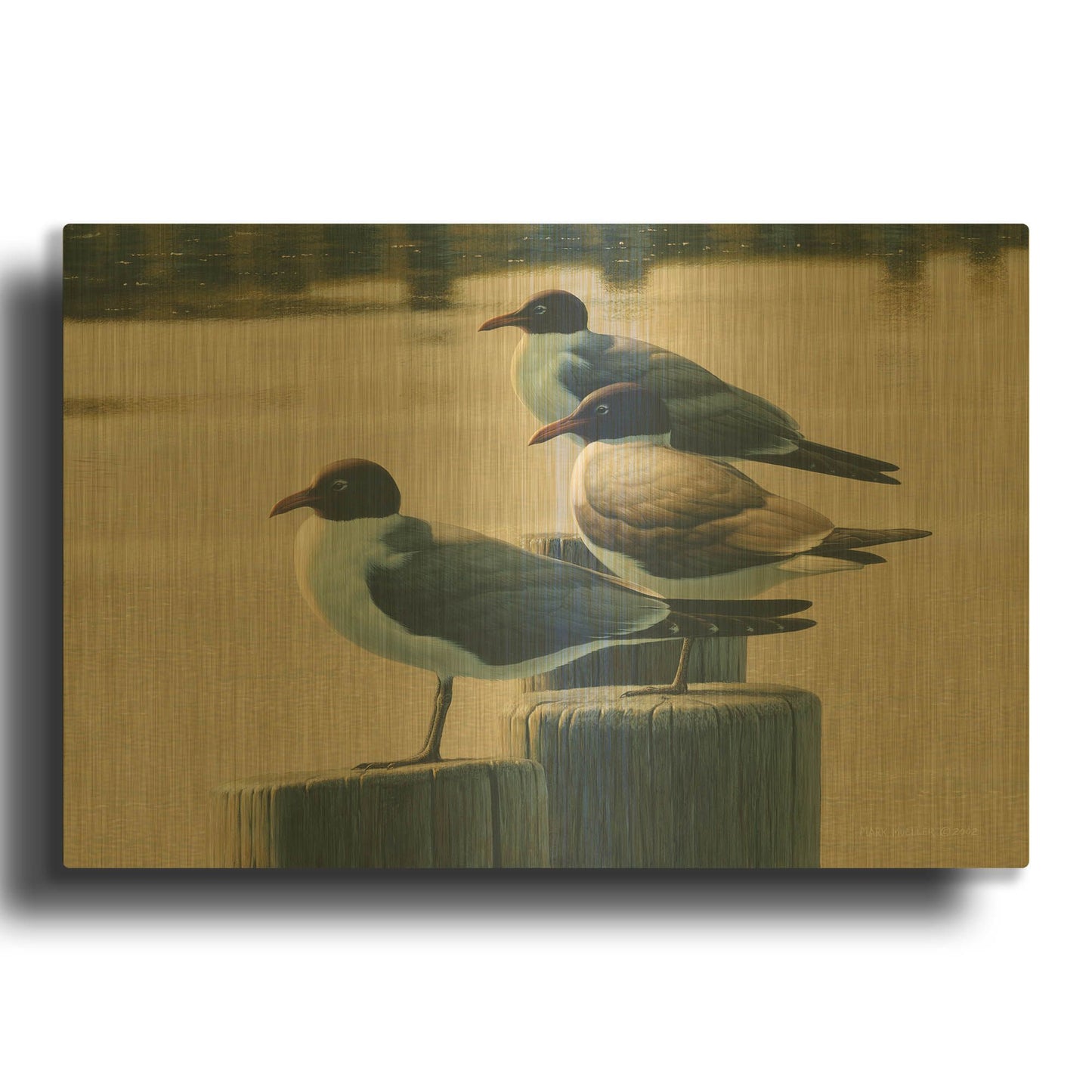 'Hazy Hot and Humid - Laughing Gulls' By Mark Mueller Wildlife Art Gold Metal Wall Art