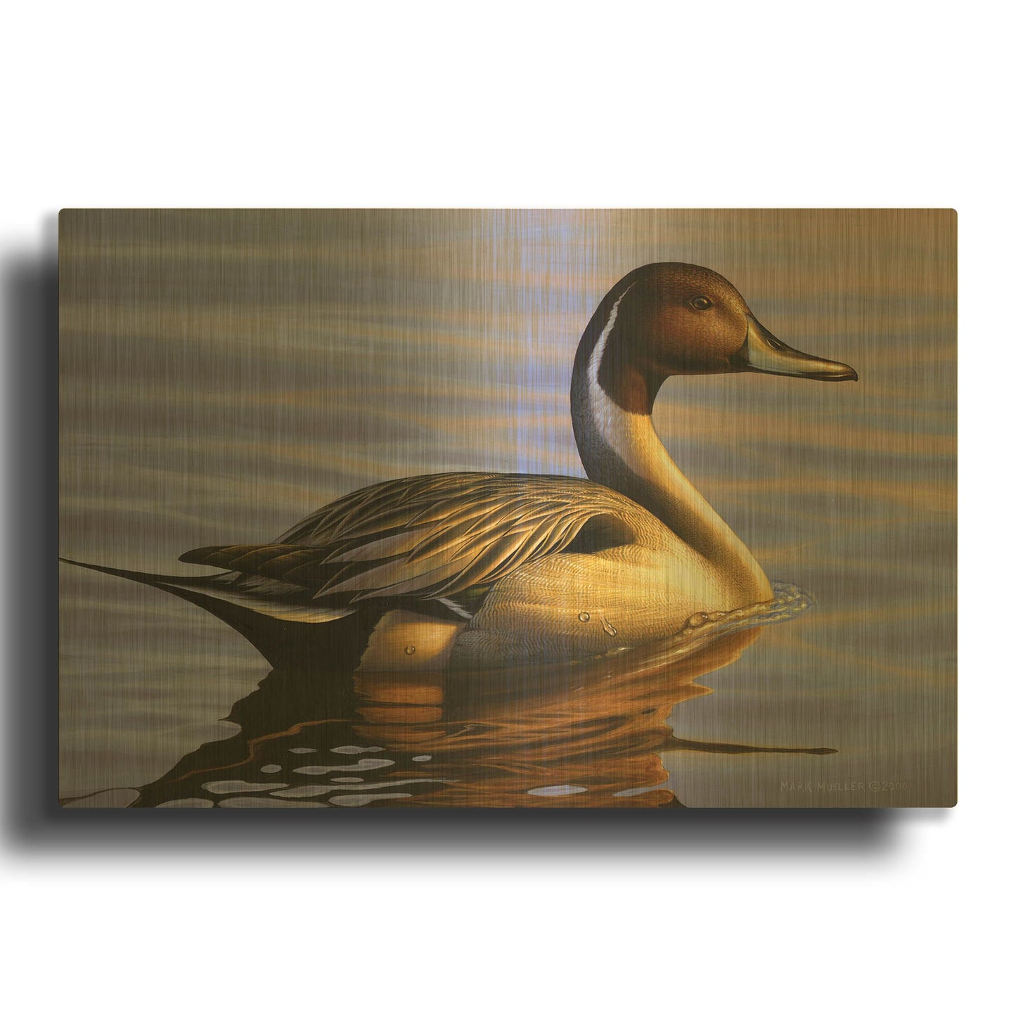 'Lone Pintail' By Mark Mueller Wildlife Art Gold Metal Wall Art