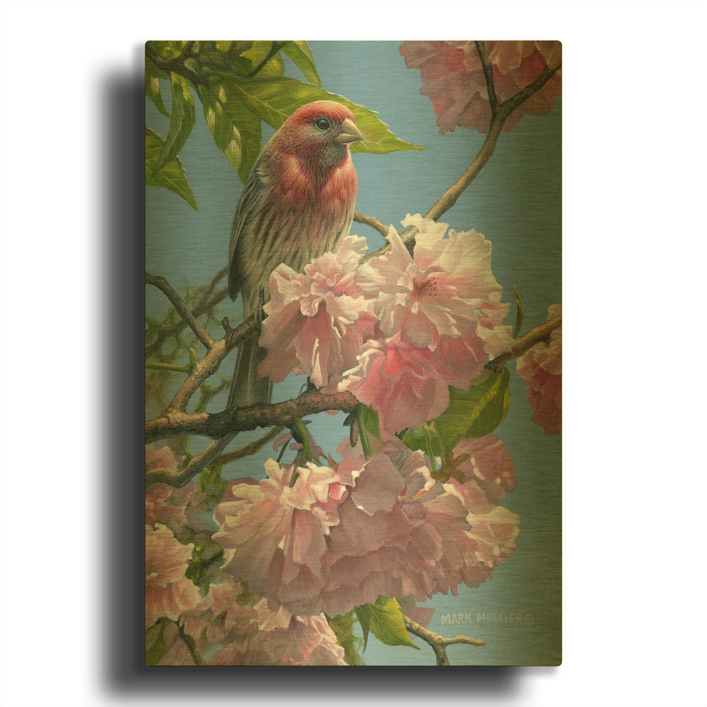 'Spring Glory - House Finch' By Mark Mueller Wildlife Art Gold Metal Wall Art
