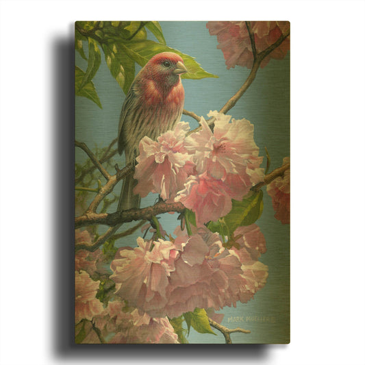 'Spring Glory - House Finch' By Mark Mueller Wildlife Art Gold Metal Wall Art