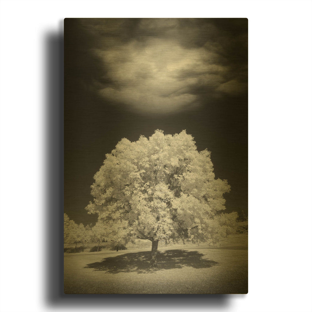 'Lone Tree & Cloud, Green Bay, Wisconsin 12' By Monte Nagler Gold Metal Wall Art
