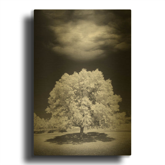 'Lone Tree & Cloud, Green Bay, Wisconsin 12' By Monte Nagler Gold Metal Wall Art