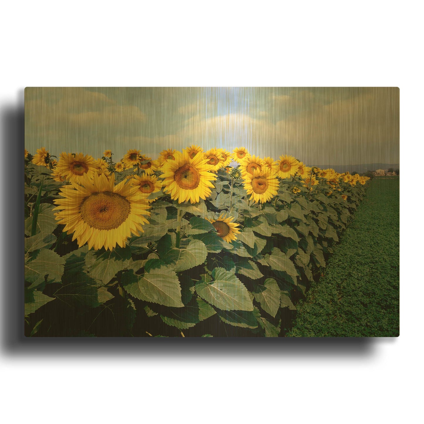 'Sunflowers Sentinels, Rome, Italy 87' By Monte Nagler Gold Metal Wall Art