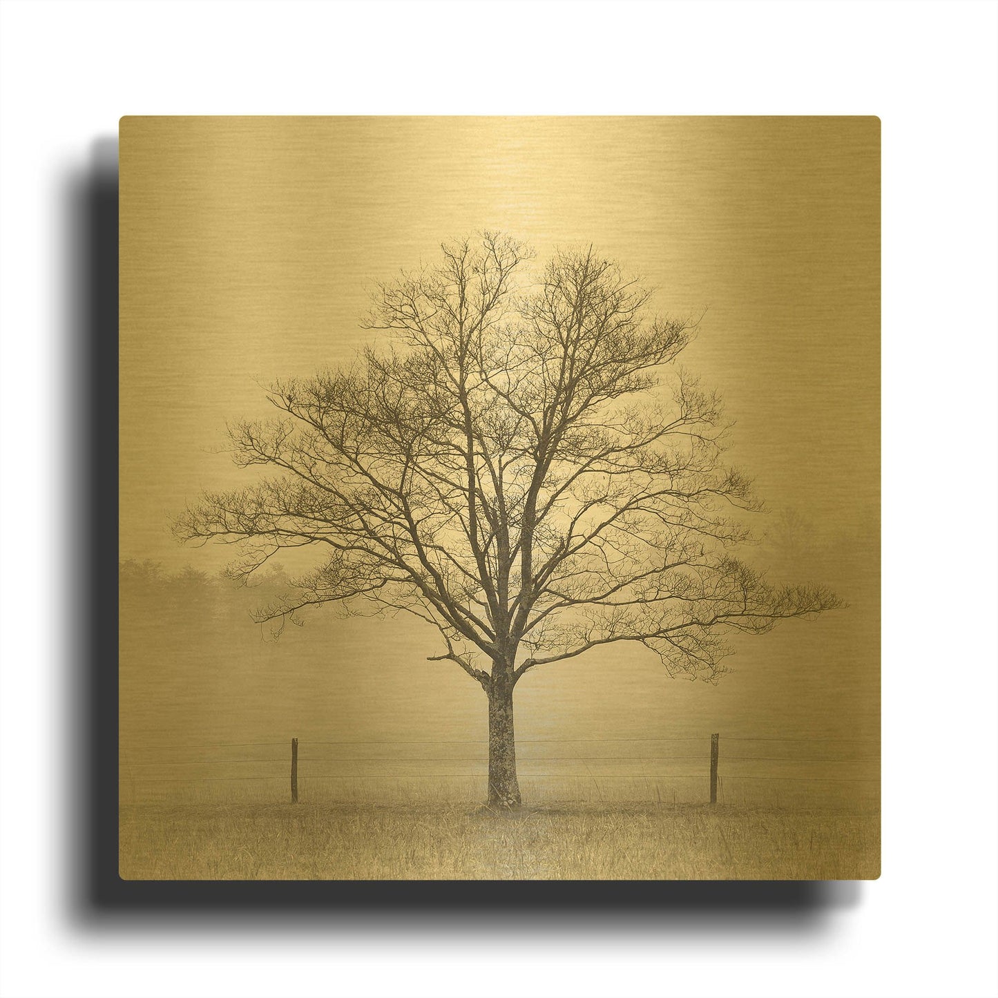 'Winter Tree, Cades Cove' By Nicholas Bell Photography Gold Metal Wall Art