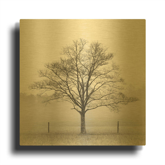 'Winter Tree, Cades Cove' By Nicholas Bell Photography Gold Metal Wall Art