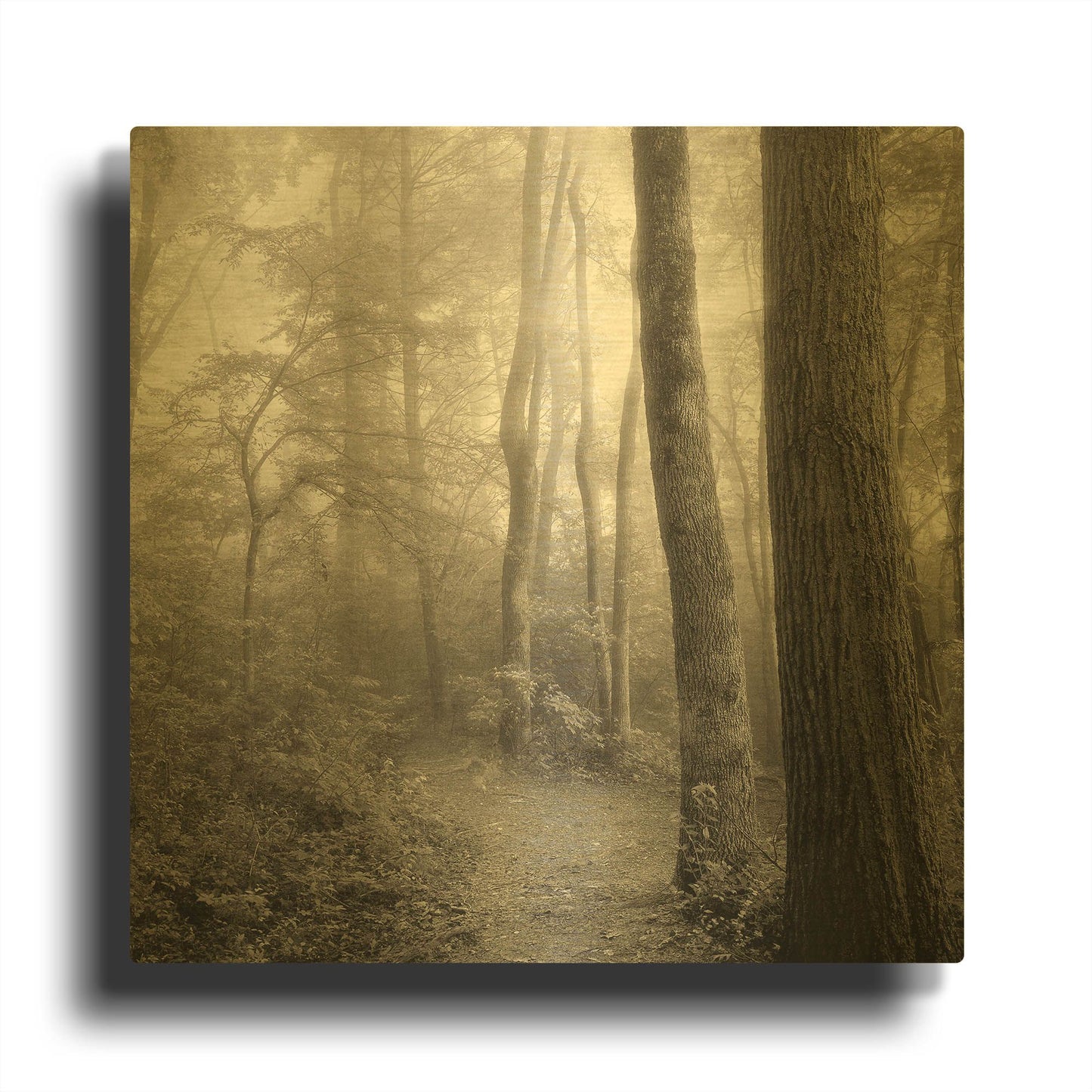 'Woodland Path' By Nicholas Bell Photography Gold Metal Wall Art