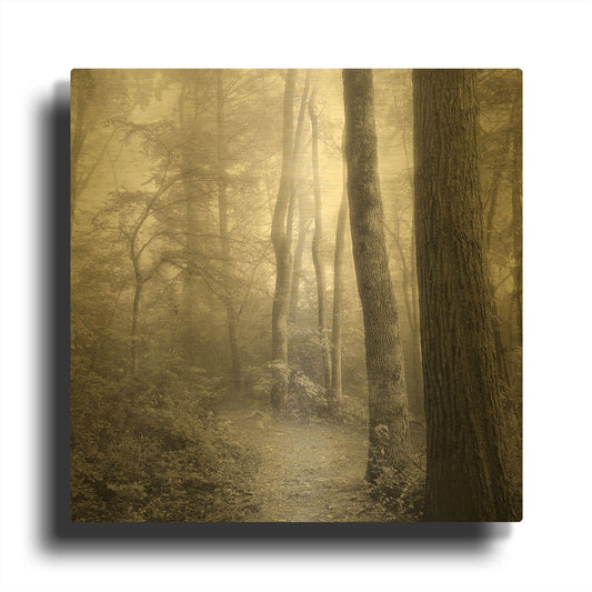 'Woodland Path' By Nicholas Bell Photography Gold Metal Wall Art