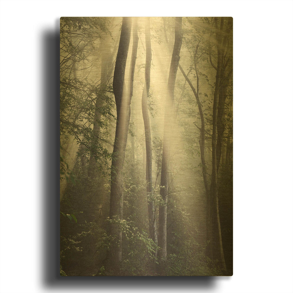 'Woodland Sun' By Nicholas Bell Photography Gold Metal Wall Art