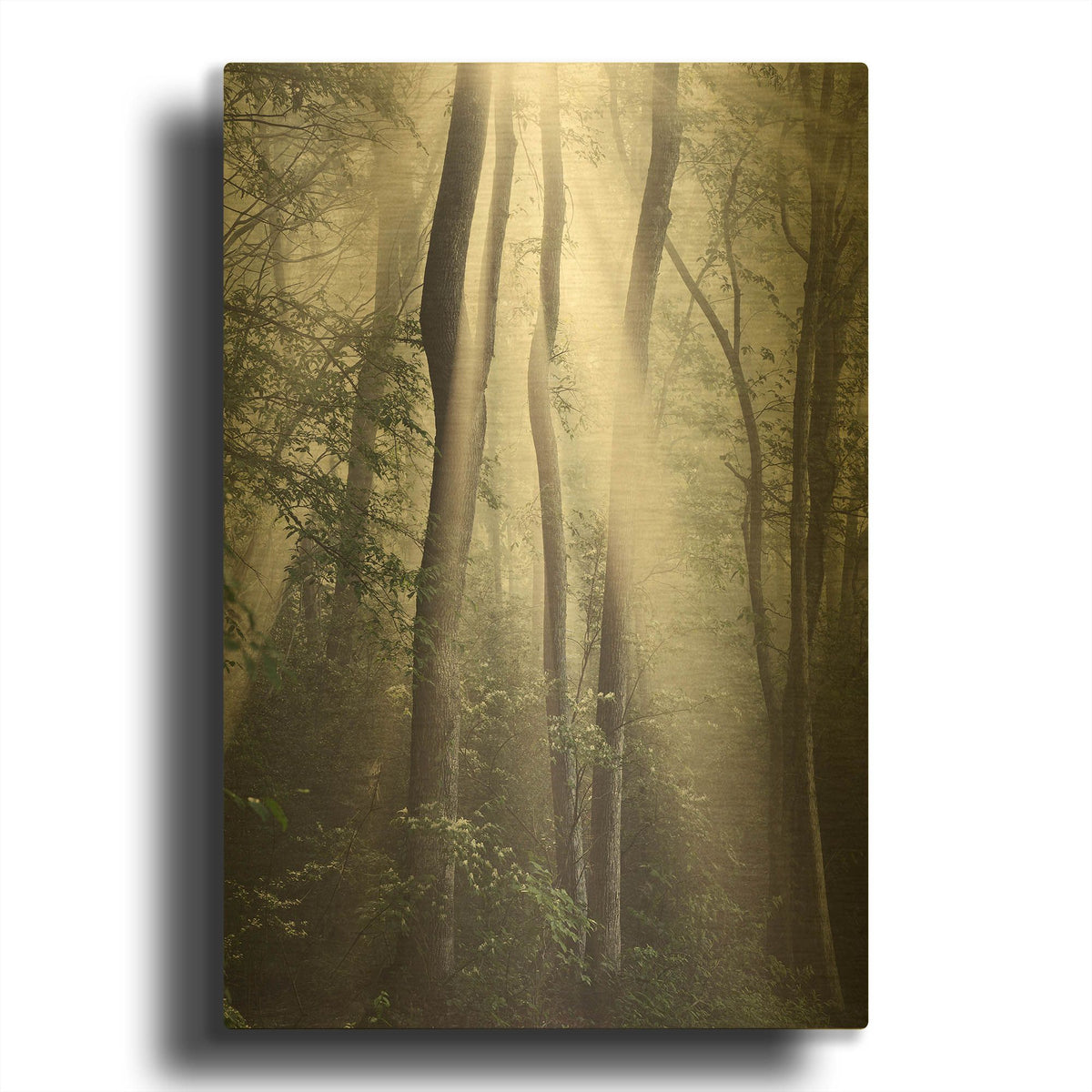 'Woodland Sun' By Nicholas Bell Photography Gold Metal Wall Art