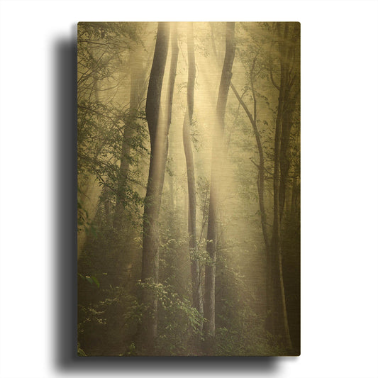 'Woodland Sun' By Nicholas Bell Photography Gold Metal Wall Art