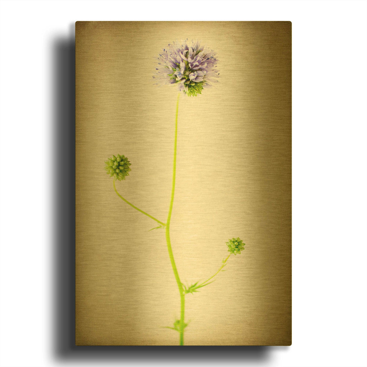 'Globe Gilia' By Jessica Rogers Gold Metal Wall Art