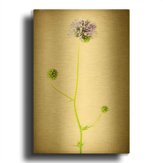 'Globe Gilia' By Jessica Rogers Gold Metal Wall Art