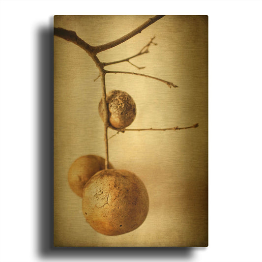 'Oak Pods 1' By Jessica Rogers Gold Metal Wall Art
