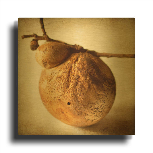 'Oak Pods 3' By Jessica Rogers Gold Metal Wall Art