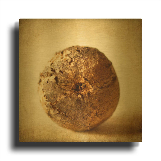 'Oak Pods 5' By Jessica Rogers Gold Metal Wall Art