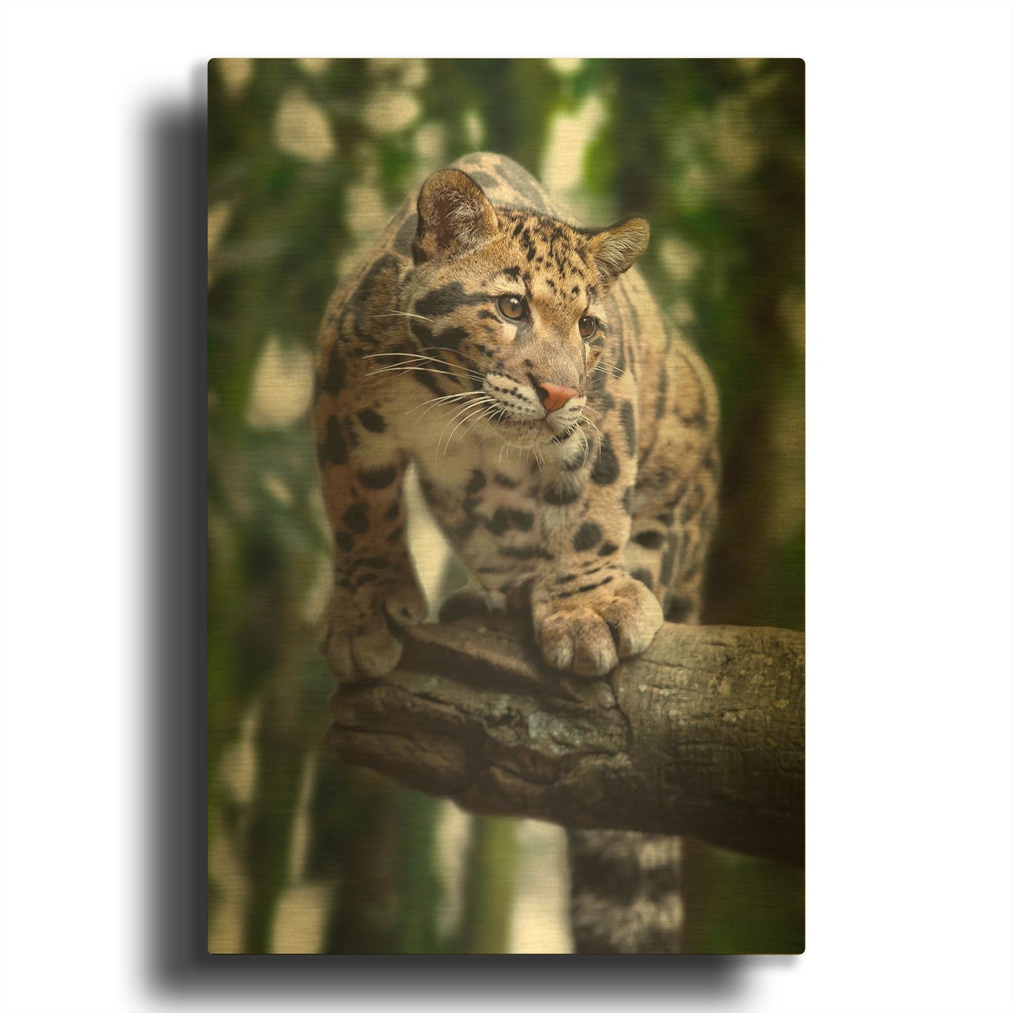 'Leopard Stare' By Jonathan Ross Gold Metal Wall Art