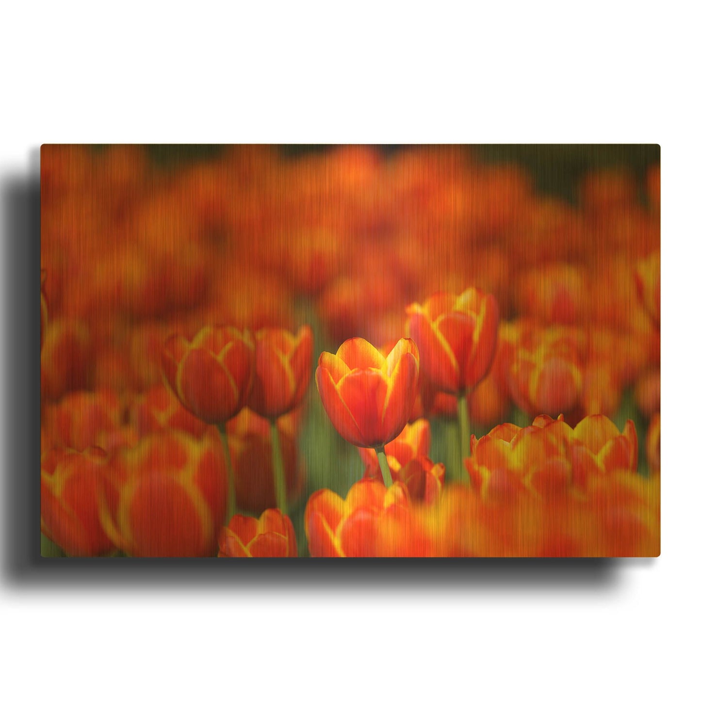 'Tulips Forever' By Jonathan Ross Gold Metal Wall Art