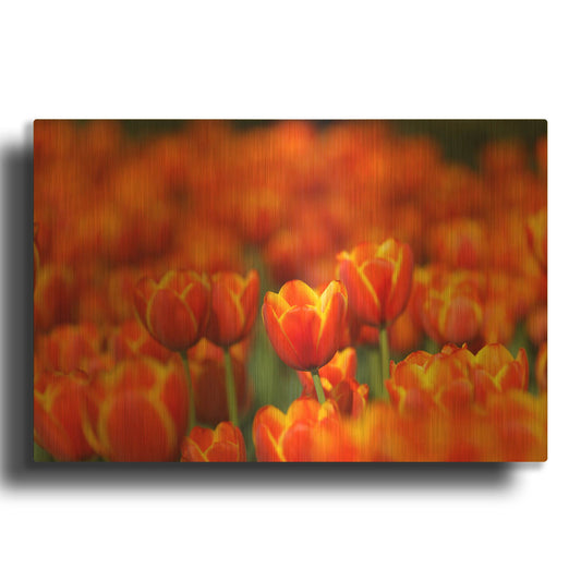 'Tulips Forever' By Jonathan Ross Gold Metal Wall Art