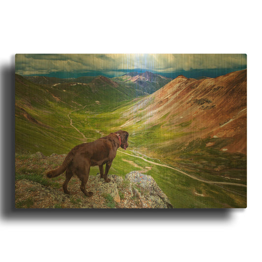 'A Dog On An Adventure' By Jonathan Ross Gold Metal Wall Art