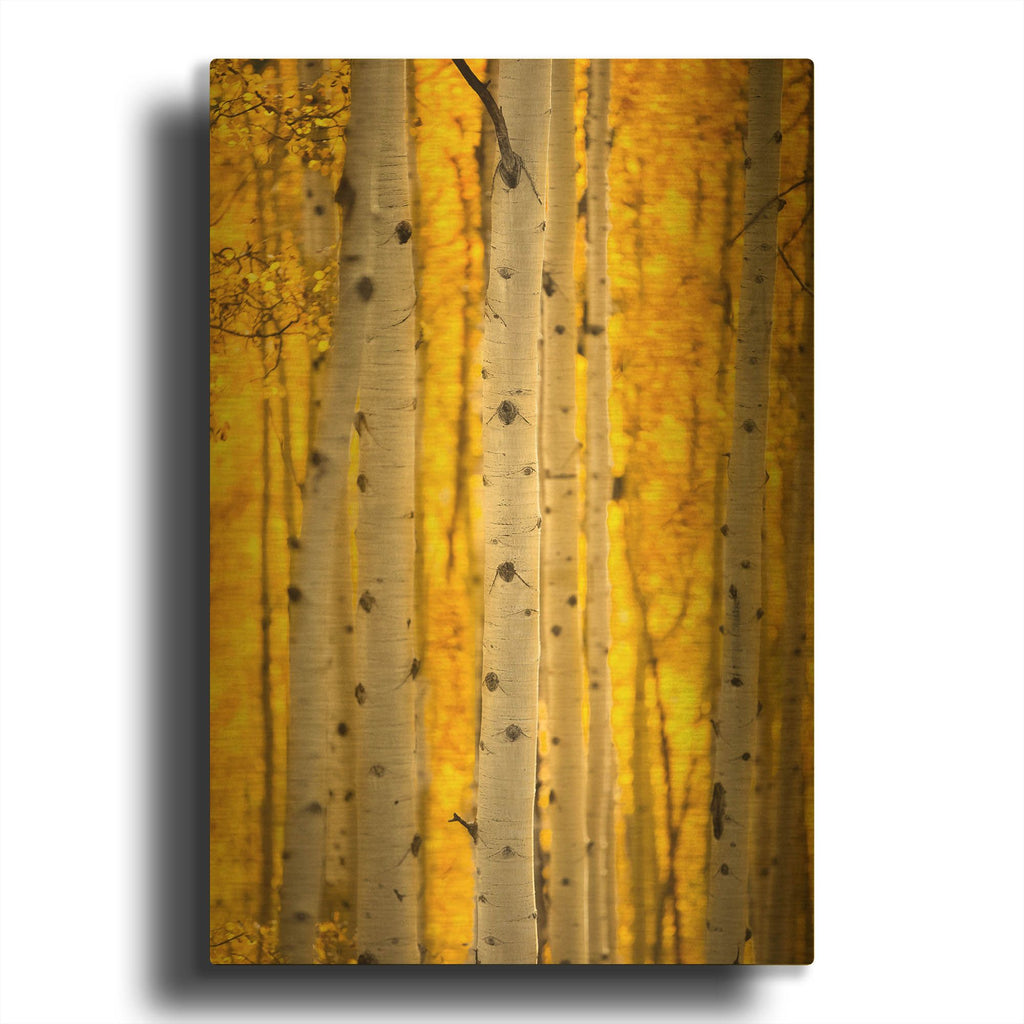 'Aspen Trees' By Jonathan Ross Gold Metal Wall Art