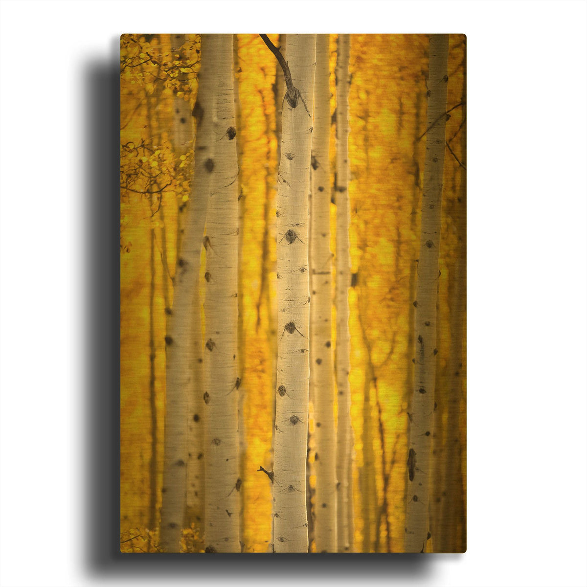 'Aspen Trees' By Jonathan Ross Gold Metal Wall Art