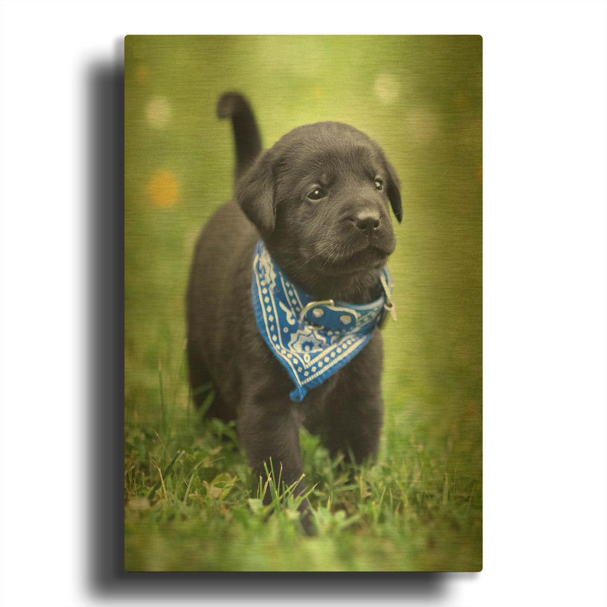 'Black Lab Pup 1' By Jonathan Ross Gold Metal Wall Art