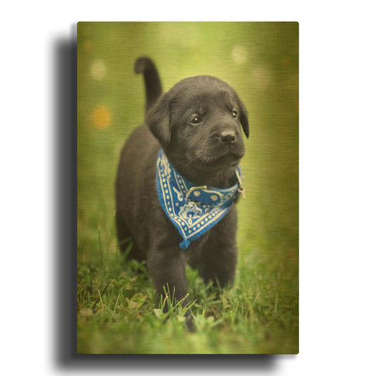 'Black Lab Pup 1' By Jonathan Ross Gold Metal Wall Art