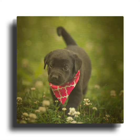 'Black Lab Pup 3' By Jonathan Ross Gold Metal Wall Art