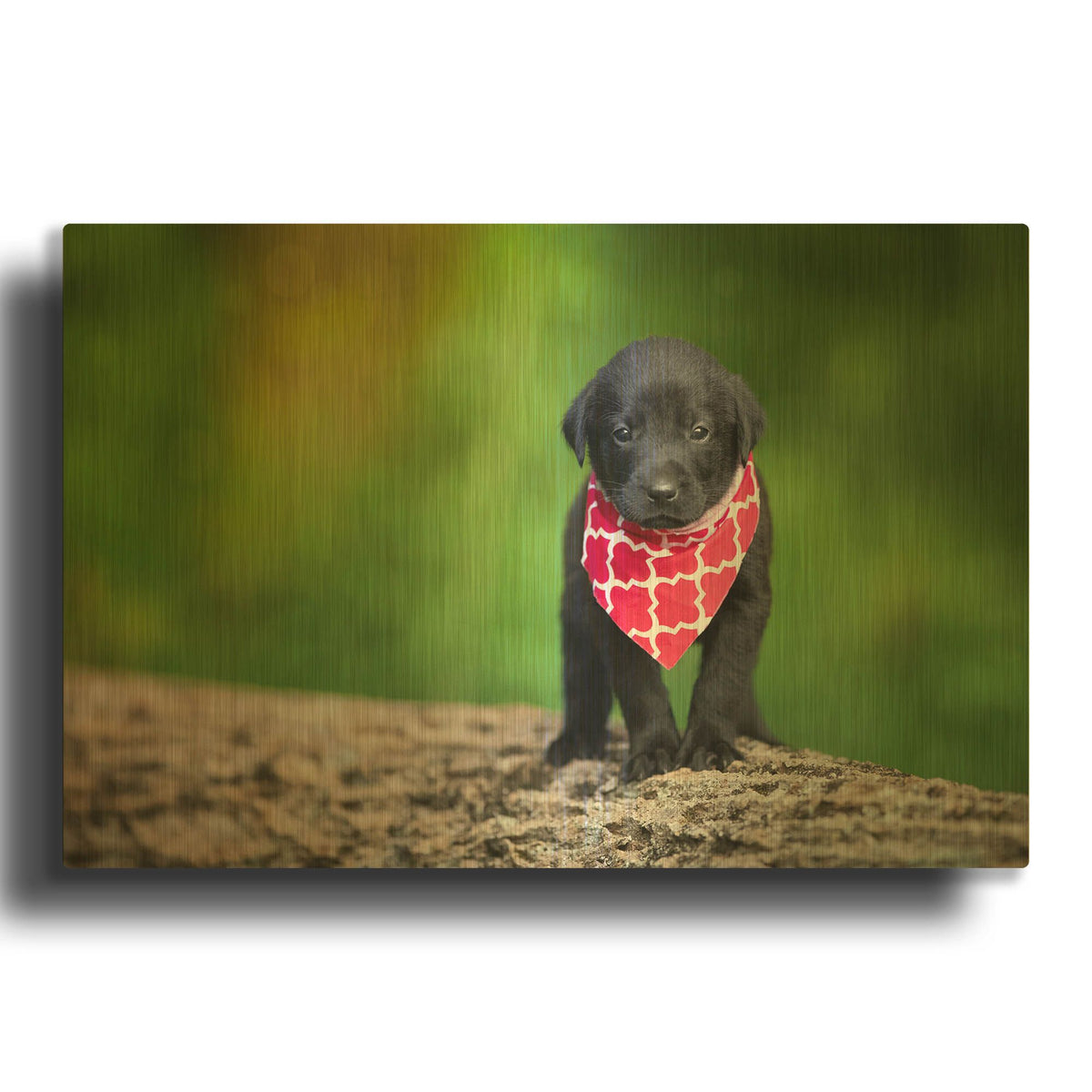 'Black Lab Pup 4' By Jonathan Ross Gold Metal Wall Art