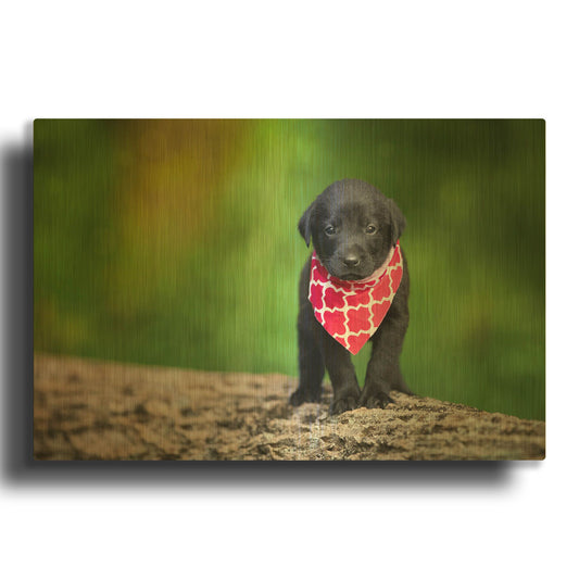 'Black Lab Pup 4' By Jonathan Ross Gold Metal Wall Art