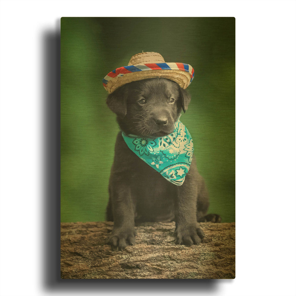 'Black Lab Pup 6' By Jonathan Ross Gold Metal Wall Art