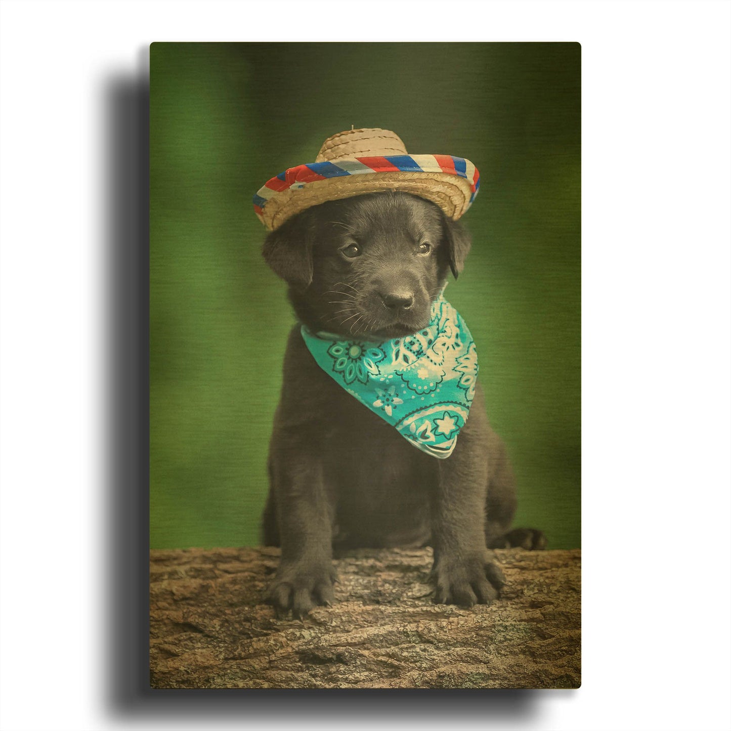 'Black Lab Pup 6' By Jonathan Ross Gold Metal Wall Art
