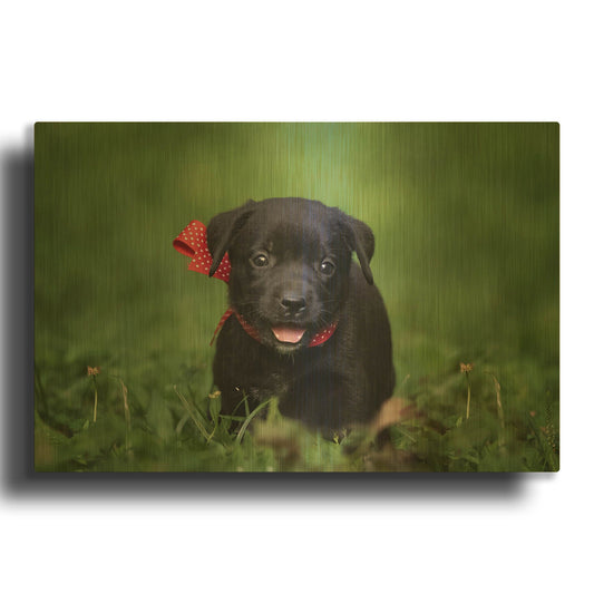 'Black Lab Pup 10' By Jonathan Ross Gold Metal Wall Art