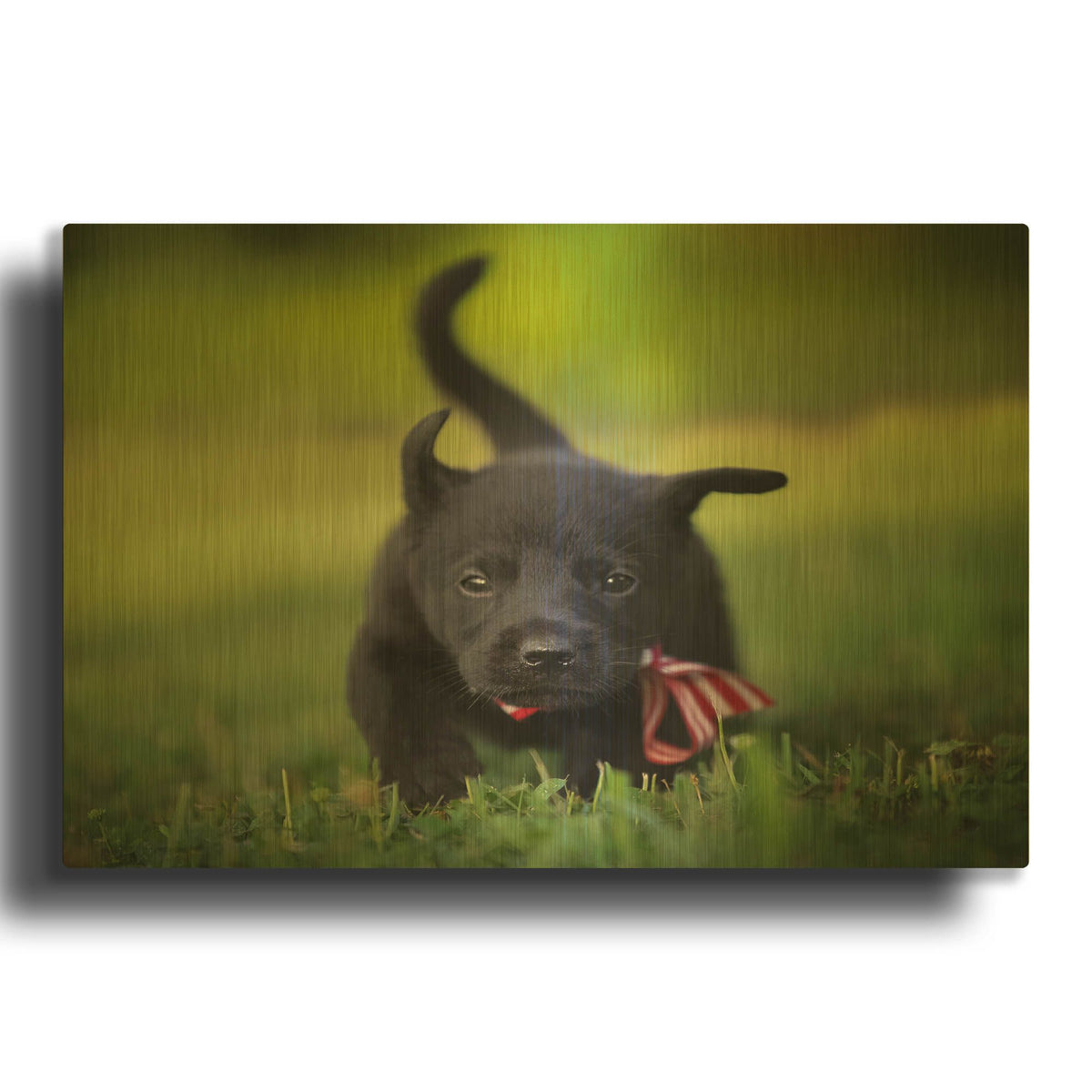 'Black Lab Pup 11' By Jonathan Ross Gold Metal Wall Art