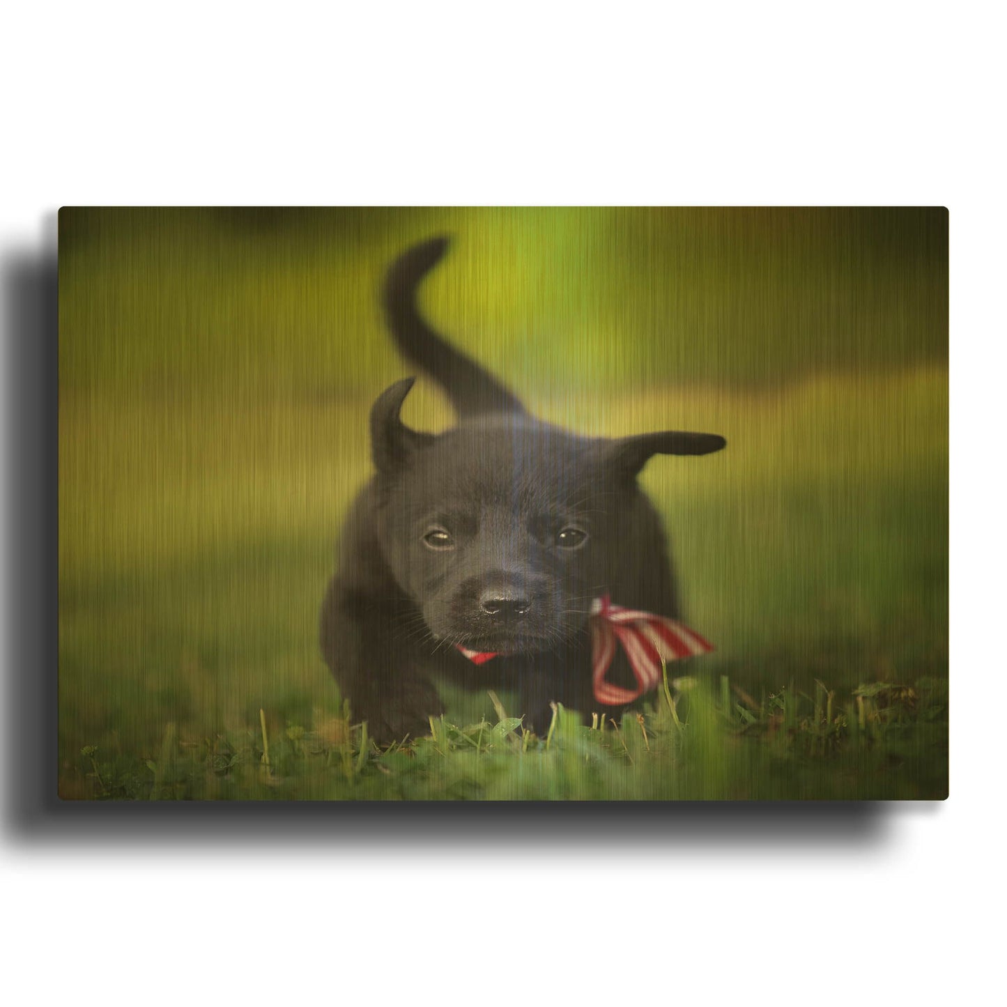'Black Lab Pup 11' By Jonathan Ross Gold Metal Wall Art