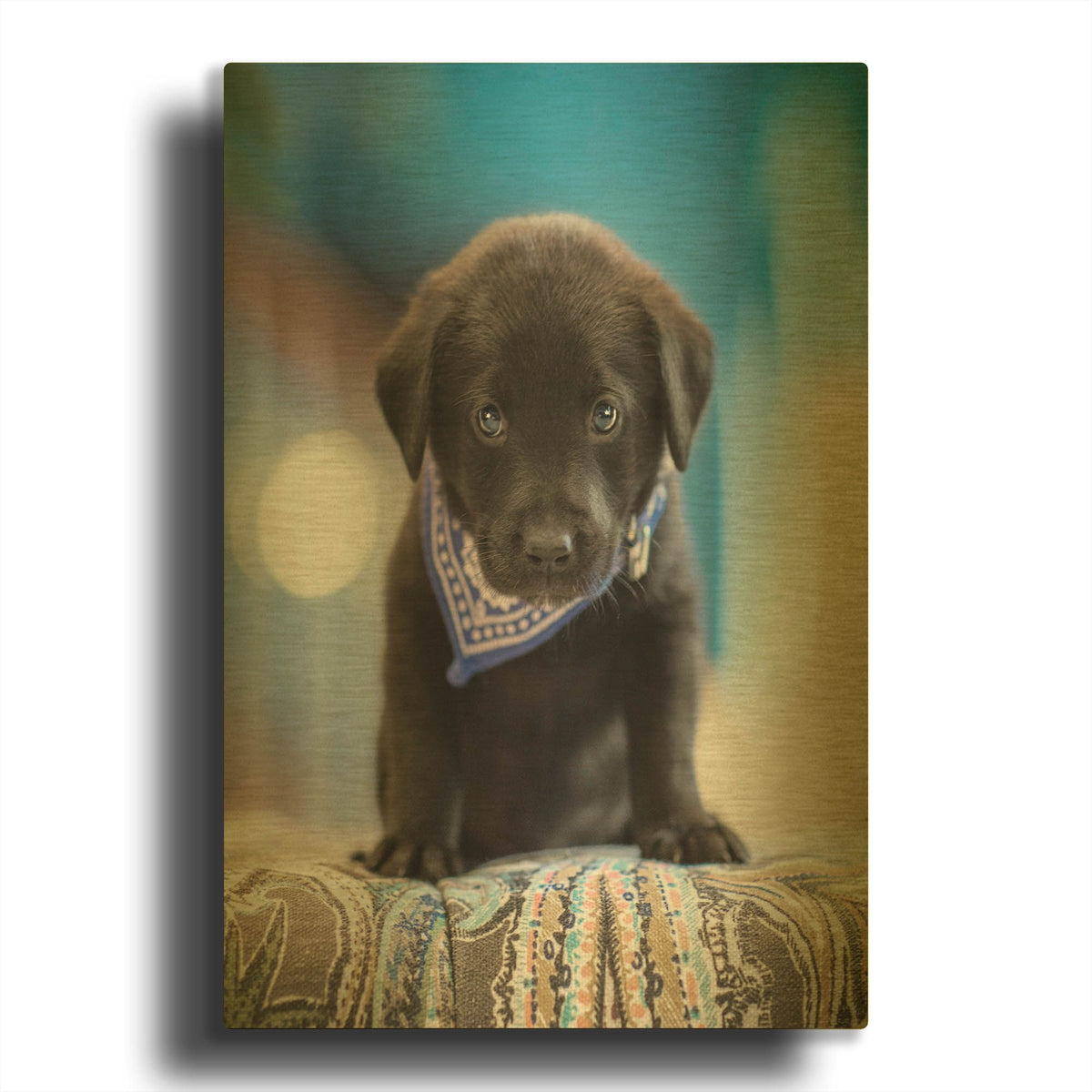 'Black Lab Pup 12' By Jonathan Ross Gold Metal Wall Art