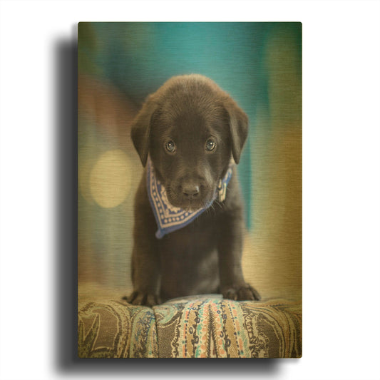 'Black Lab Pup 12' By Jonathan Ross Gold Metal Wall Art
