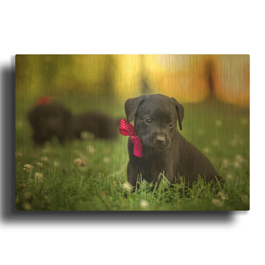 'Black Lab Pup 13' By Jonathan Ross Gold Metal Wall Art