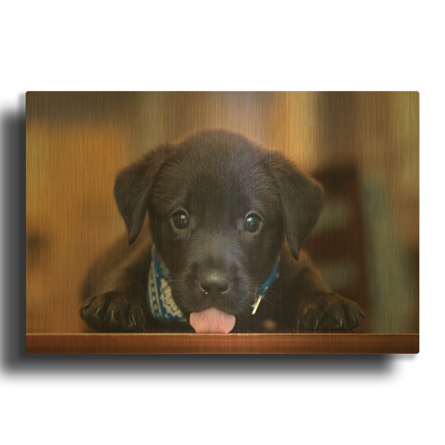 'Black Lab Pup 14' By Jonathan Ross Gold Metal Wall Art