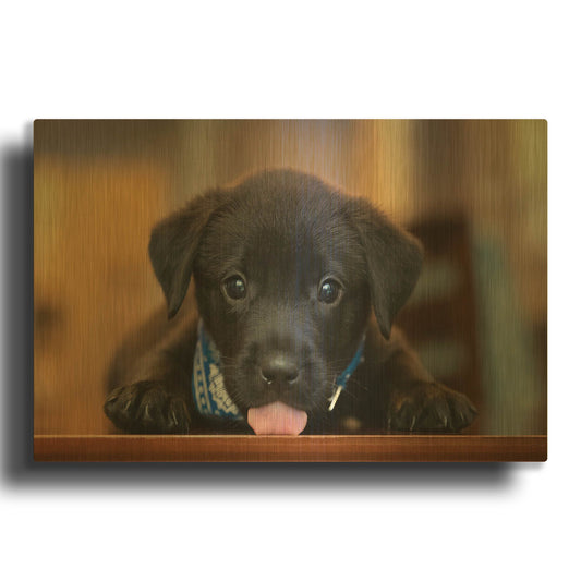 'Black Lab Pup 14' By Jonathan Ross Gold Metal Wall Art