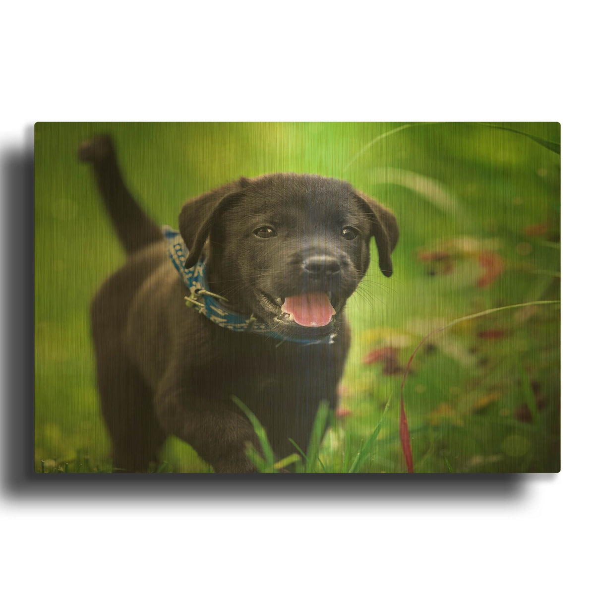 'Black Lab Pup 15' By Jonathan Ross Gold Metal Wall Art