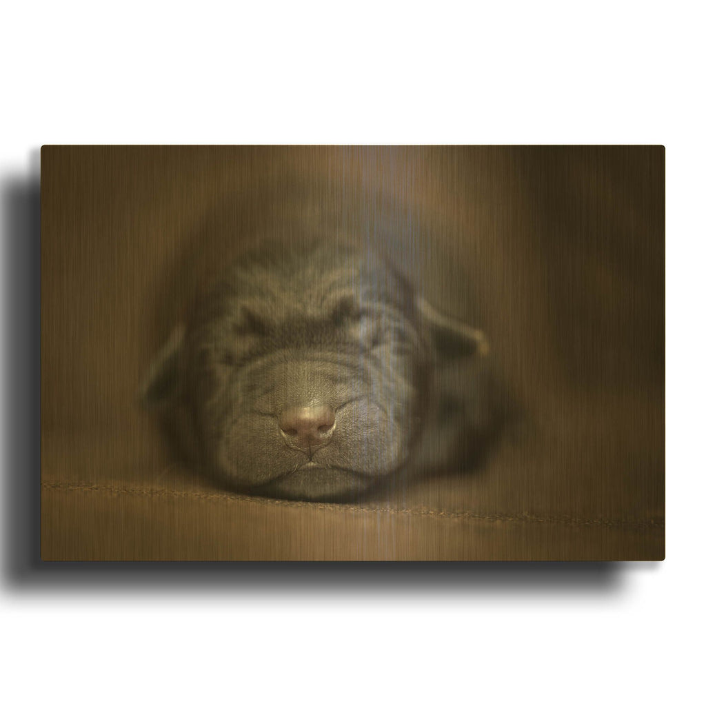 'Black Lab Pup Newborn' By Jonathan Ross Gold Metal Wall Art